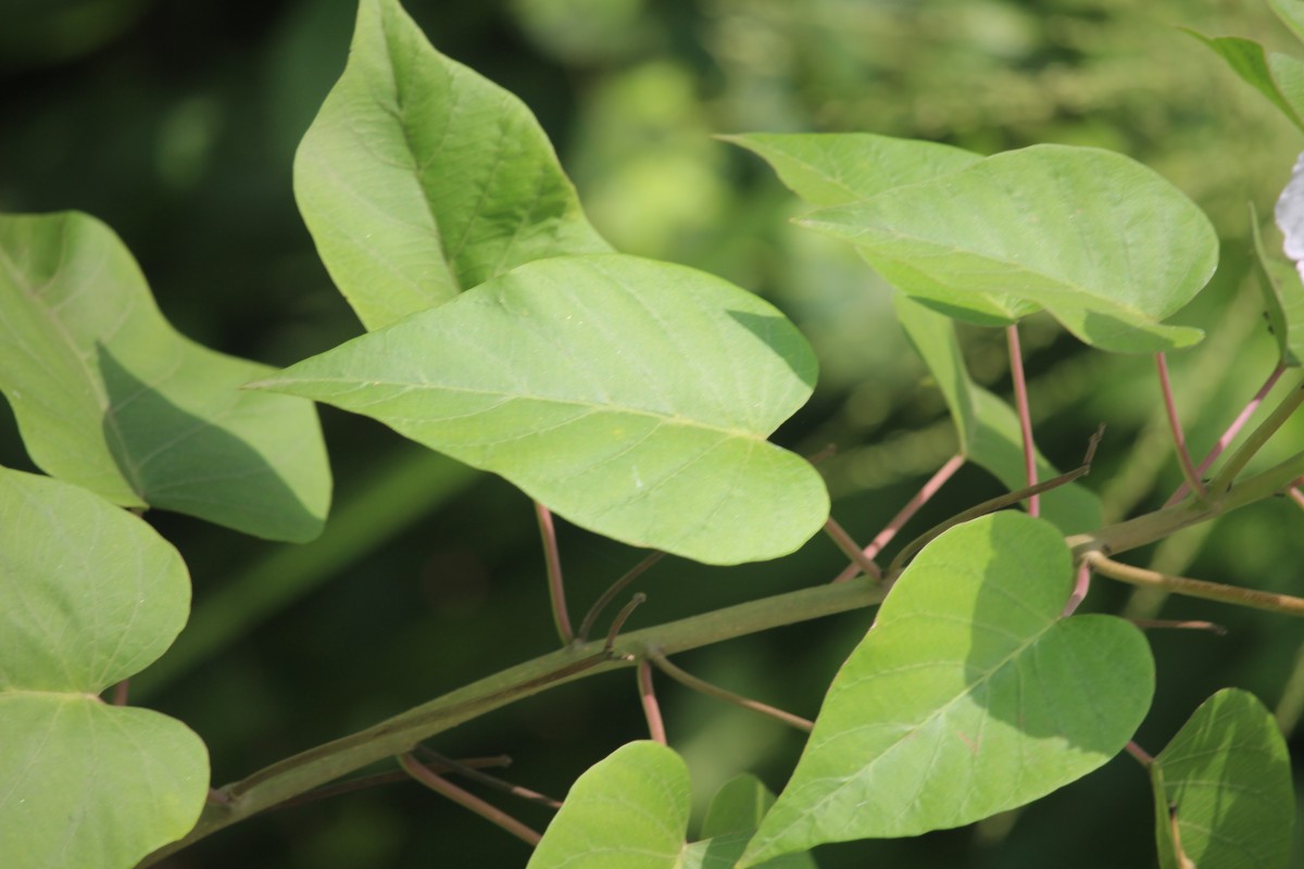 Ipomoea carnea Jacq.